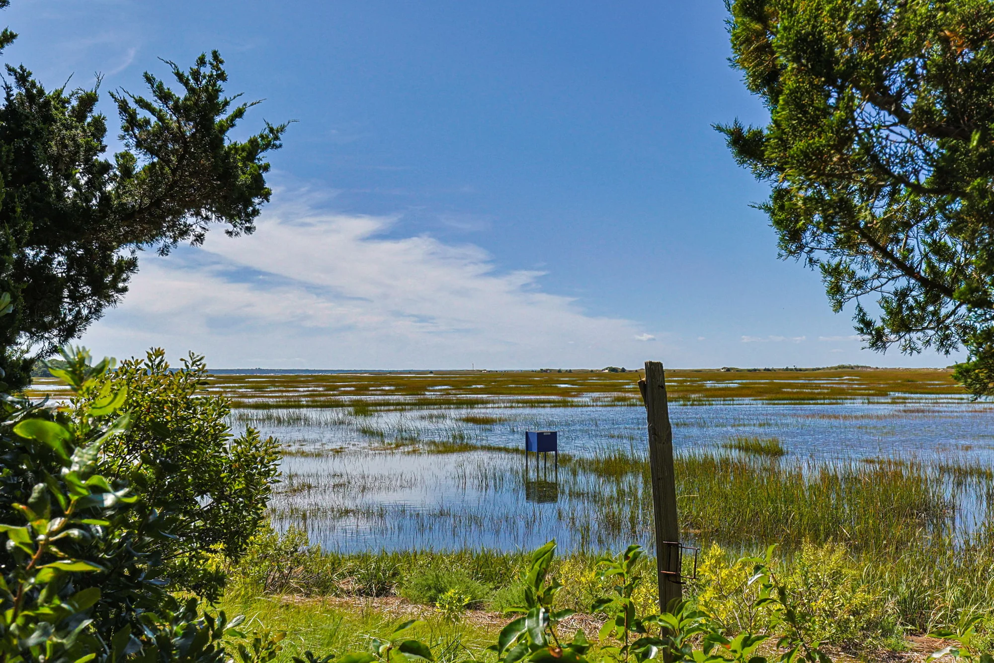 Tidal channels and marsh grasses framed by trees
